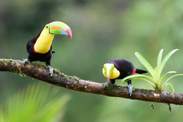 Ramphastos sulfuratus, Keel-billed toucan The bird is perched on the branch in nice wildlife natural environment of Costa Rica