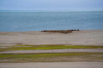 Walrus haul out on a beach on the island "Nordaustlandet" which belongs to Svalbard. Green moss in the foreground.