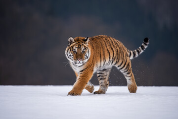 Siberian Tiger running in snow. Beautiful, dynamic and powerful photo of this majestic animal. Set in environment typical for this amazing animal. Birches and meadows