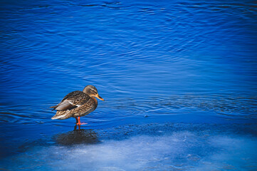 Duck in water