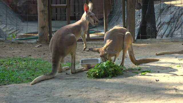 Kangaroos have Breakfast in the Chiang Mai. Thailand