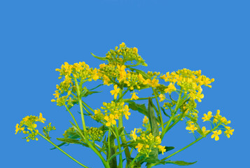 Bittercress (Barbarea vulgaris), know as herb barbara, rocketcress, winter rocket. Flowers with leaves on a blue background.