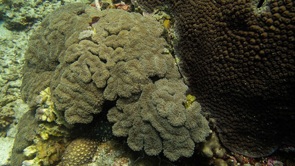 Coral found at coral reef area at Tioman island, Malaysia