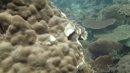 Coral found at coral reef area at Tioman island, Malaysia