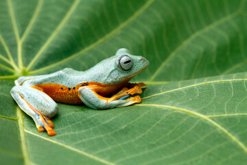 Flying frog on sitting on green leaves