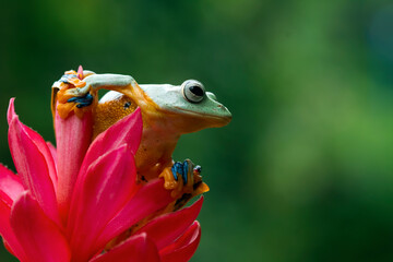 Fototapeta premium Latająca żaba na siedzeniu na zielonych liściach