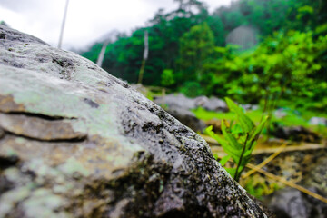 close up of gray stone in green forest