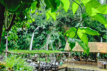 green leaves hanging in the forest