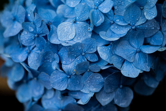雨に濡れた紫陽花　　青色