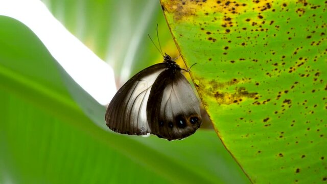 Profile of Orchard Swallowtail butterfly perched on banana leaf, close up