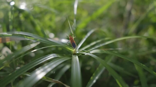 Little red insect (Antilochus conqueberti) walking around on long narrow leaves backlit