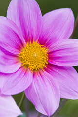 Obraz premium The name of this flower is Dahlia. 