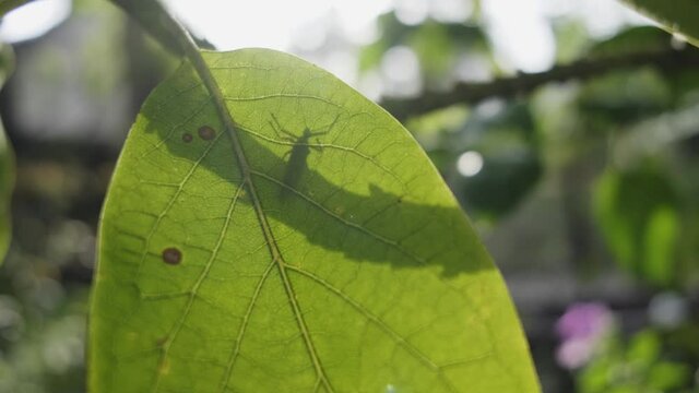 Little red insect (Antilochus conqueberti) walking behind a leaf, then over the top and flying away backlit