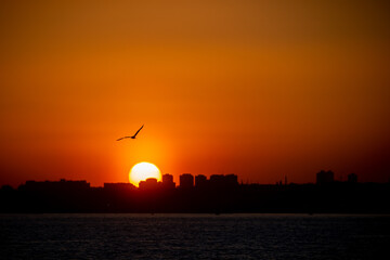 Seagull flies against the backdrop of the setting sun, the Bosphorus, Istanbul, Turkey