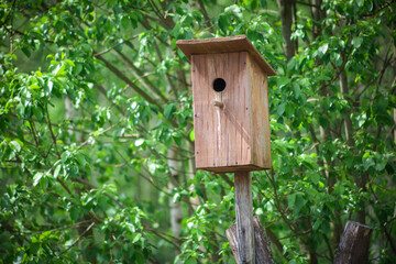 Wooden bird house in bright green foliage.