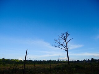 Fototapeta na wymiar Alone dry tree in summer season with blue sky and clouds, bad feel
