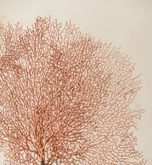 Background interior design tendencies dry plants and coral