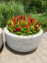 red flower pot