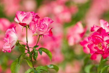 The name of this rose is Hanagasumi.