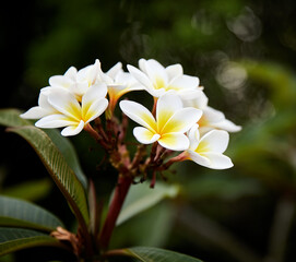 The flower of a frangipani tree growing at a house at a beach resort