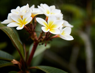 Fototapeta na wymiar The flower of a frangipani tree growing at a house at a beach resort