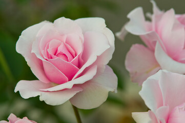 The name of this rose is "Early Spring".