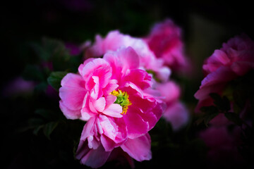 Fototapeta premium sunny peony flowers in botanical garden in spring 