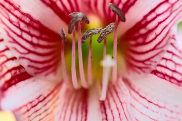 Hippeastrum or Amaryllis