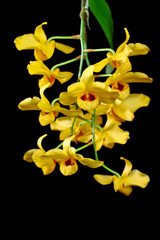 Dendrobium fimbriatum,the tropical orchid in Thailand