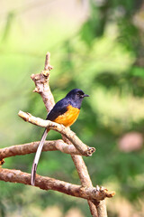 White-rumped Shama,the residual bird of Thailand