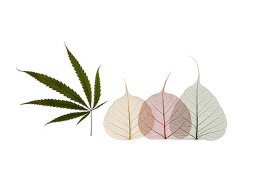 Dried hemp and colorful skeleton leaves on white