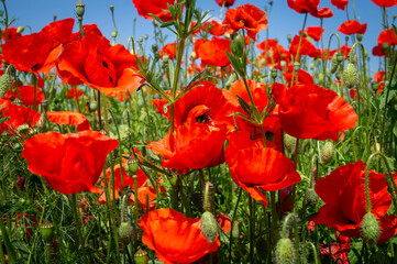 Fototapeta premium Agricultural field with colorful red poppies