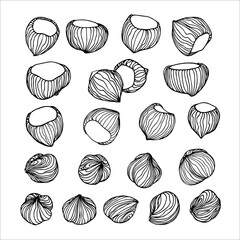 set of peeled hazelnut kernels & nuts in shell, element of decorative ornament or pattern, vector illustration with black ink contour lines isolated on a white background in doodle & hand drawn style