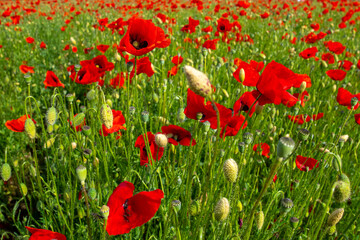 red poppy flowers on the green plain on a beautiful summer day