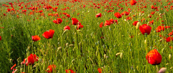 red poppy flowers on the green plain on a beautiful summer day