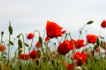 red poppy flowers on the green plain on a beautiful summer day