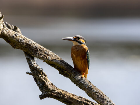 Ein Eisvogel Weibchen in der Seitenansicht auf einem Ast sitzend