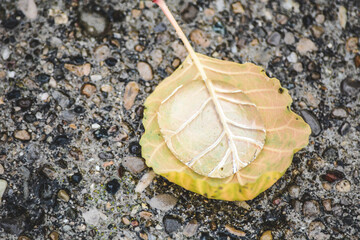 leaf on cemented driveway after rainfall.