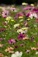Fototapeta premium This is the Cosmos Garden.