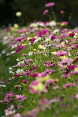 Obraz premium This is the Cosmos Garden.