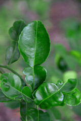 Kaffir lime leaves that are still attached to its tree