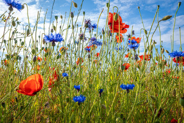 Cornflowers and poppies stand on a meadow in fine weather and blue sky
