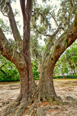 A closeup of a live oak tree with Spanish moss and resurrection ferns growing on it.