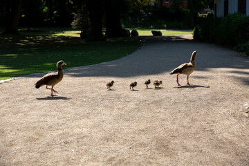 Egyptian geese family walk in park