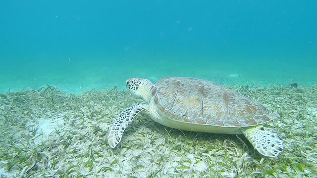 Sea turtle, Culebra, Puerto Rico