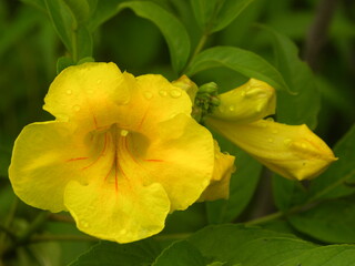 Fototapeta premium Yellow Trumpet vine flower