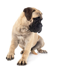 young bullmastiff in studio