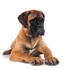 young bullmastiff in studio