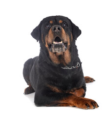 Obraz premium rottweiler in studio