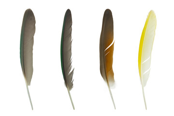 Beautiful colorful collection feather isolated on white background